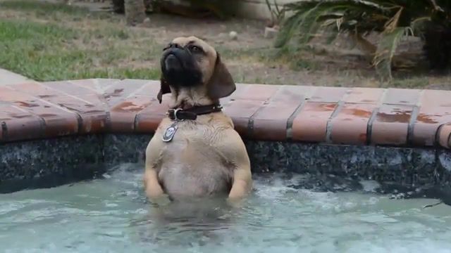 Dog and Tub Bubbles, Animals Pets