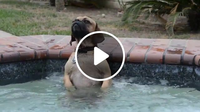 Dog and tub bubbles, animals pets. #0