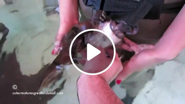 Hand feeding and playing with a friendly platypus, platypus, tickle, scratch, monotreme, marsupial, cute, animal, cutest, australia, australian, creatures, puggle, animals pets. #0