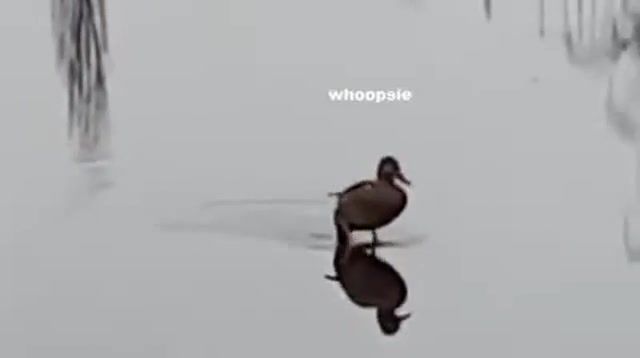 Holy duck, Holy, Duck, Going, On, Water, Animals Pets