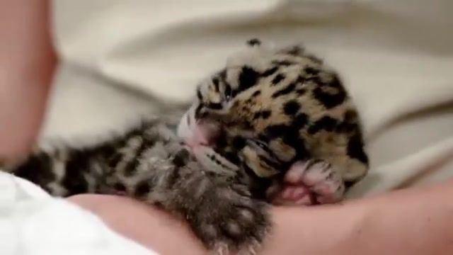 Lullaby for newborn leopard, muse, cat, animal, animals pets.