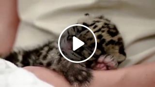 Lullaby for newborn leopard