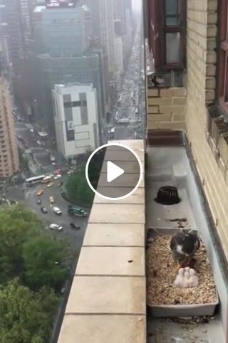 This Peregrine Falcon family enjoys a spectacular view of Columbus Circle and Central Park