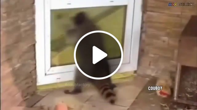 Raccoons 3, gifs with sound, gifs sound, animals, raccoon, nya, lets go, party, animals pets. #0