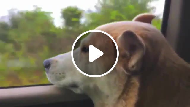 Rescue dog gets caught daydreaming, wolf hybrid, husky mix, wolf mix, rescue dog, food, bacon, dream, dogs, cute, pet, dog, animals pets. #0