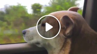 Rescue dog gets caught daydreaming