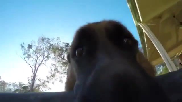Running with gopro, animals pets.