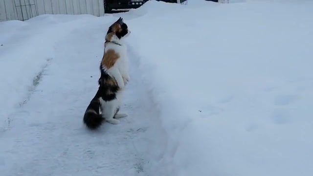 Sad cat, Funny Cats In The Snow, Pets In The Snow, Cats In The Snow, Funny Pets, Time, First, The, For, Snow, Sees, Cat, Funny, Funny Cats, Sad, Sad Cat, Sad Music, Animals Pets