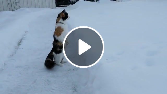 Sad cat, funny cats in the snow, pets in the snow, cats in the snow, funny pets, time, first, the, for, snow, sees, cat, funny, funny cats, sad, sad cat, sad music, animals pets. #0