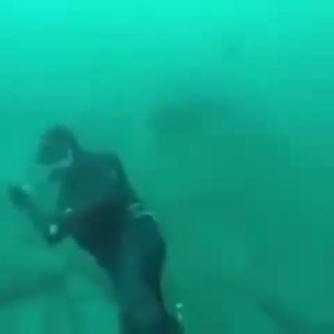 Shark Week, Shark, Omg, Surprise, Incredible, Nature, Amazing, Diving, Diving With Sharks, Surprise Motherer, Surprise Motherer Remix, Wow, Shark Attack, Shark Attacks, Usa, Whoa, Scary, Lucky, Near Death Experience, Underwater, Animals Pets