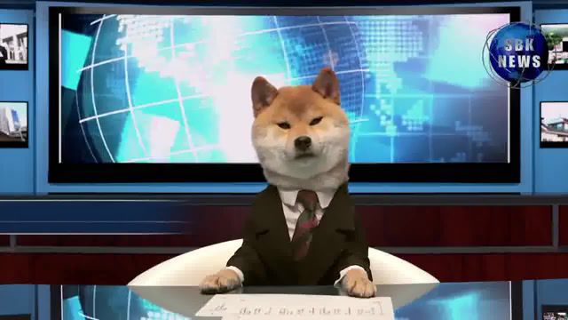 Shiba Inu presents the news, News Cast, Newscast, Sbk News, Dogs, Funny, Doge, Shiba Inu, Seven Bank, Cute, Dog, Sayaka Watabiki, Radio, Walk, Satoshi, Pet, Puppy, Maru, I Am A Dog There, Animals Pets