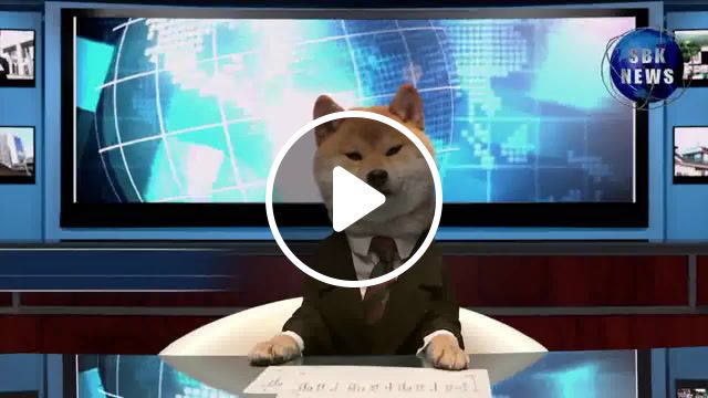 Shiba inu presents the news, news cast, newscast, sbk news, dogs, funny, doge, shiba inu, seven bank, cute, dog, sayaka watabiki, radio, walk, satoshi, pet, puppy, maru, i am a dog there, animals pets. #1