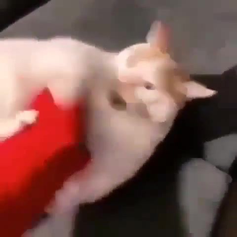 Silly cat meme, Silly, Cat, Is, Resting, Human, Aggression, Mario Kart, Mario, Mariocat, Catsofvine, Cats Funny, Cats Ofvine, Cats Meowing, Catsear Weird, Animals Pets