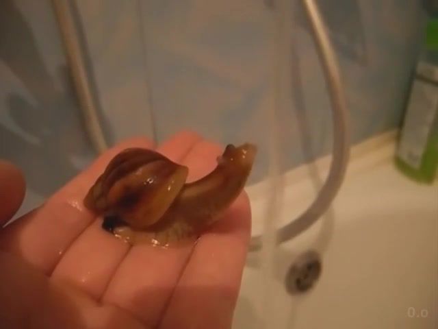 Snail takes a bath, snail, lol, animals funny, snake, magic, bathroom, east, south africa, hungary, animals pets.