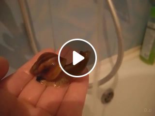 Snail takes a bath