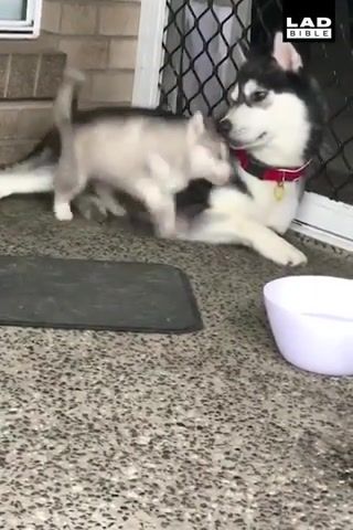 Some Dogs Are Born Clumsy. Husky Babies. Animals Pets.