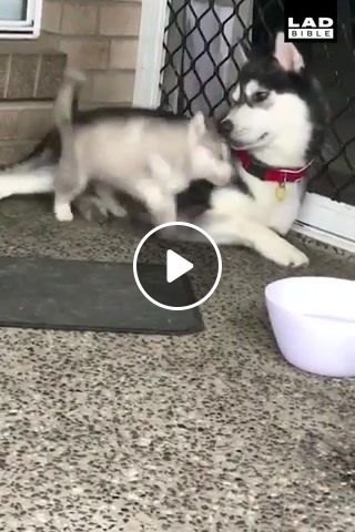 Some dogs are born clumsy. husky babies