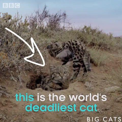 The black footed cat - Video & GIFs | cute,cat,deadliest,animals pets