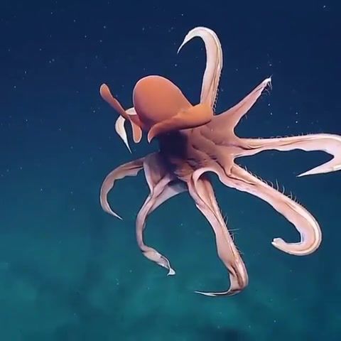 The most elegant Octopus, Octopus, Life, Ocean, Love, Omg, Wtf, Wow, Animals Pets