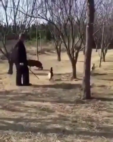 There is SWAT and there is SCAT - Video & GIFs | cats,cat,attack,dog,drowning pool bodies,drowning pool,cat attack,cat ambush,funny cats,funny,funny animals,kitten,kitty,cats fighting,animals pets