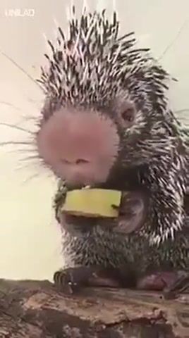 Tiny porcupine wilbur eating banana, tiny porcupin wilbur eating banana, tiny porcupin, porcupin, porcupin wilbur, animals and pets, vocalization july rain, animals pets.