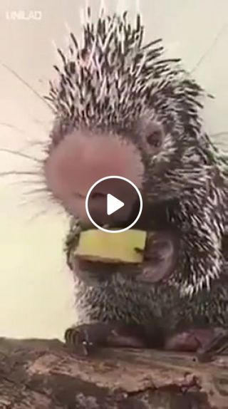 Tiny porcupine wilbur eating banana