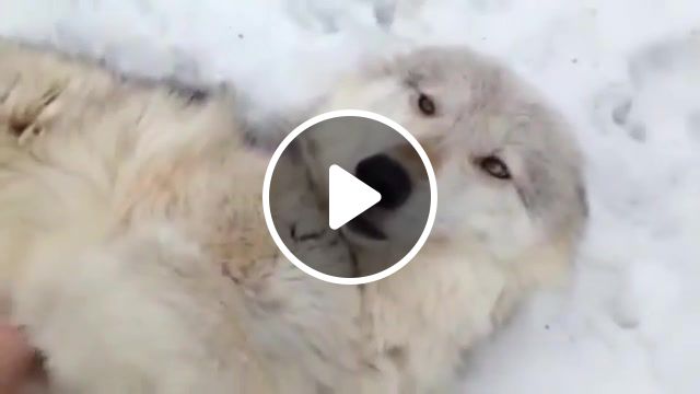 Wolf belly rubs, wolf, animals pets. #1