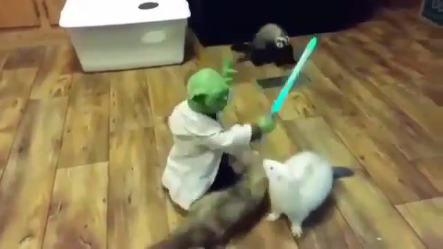 Yoda, animals pets.