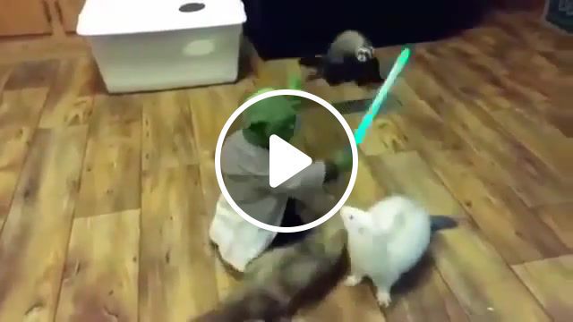 Yoda, animals pets. #0
