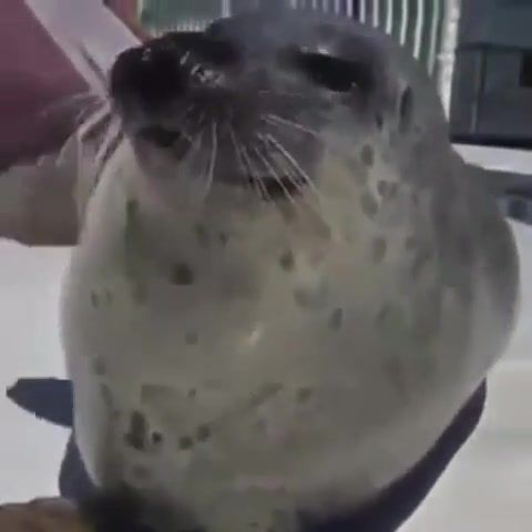 Beating the meat be like - Video & GIFs | jerkoff,memes,sea doggo,seal,zoo,funny,cute,meme,masturbate,masturbation,masturbating,beatingthemeat,silly,seals,animals pets