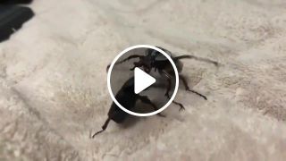 Bugs Combat