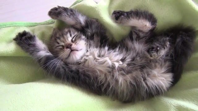 Cat, banzai kittens, animal, kittens, kitty, kitten, 9cats, cat begging, 9 cats, cute kitten, spoiled cat, funny cat, scottish, cute cat, billy, pusa, mao, cat, katt, gato, gatto, chat, katze, cat happy scottish fold, kitten mage, cat animal, animals pets.