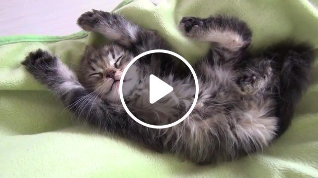 Cat, banzai kittens, animal, kittens, kitty, kitten, 9cats, cat begging, 9 cats, cute kitten, spoiled cat, funny cat, scottish, cute cat, billy, pusa, mao, cat, katt, gato, gatto, chat, katze, cat happy scottish fold, kitten mage, cat animal, animals pets. #0