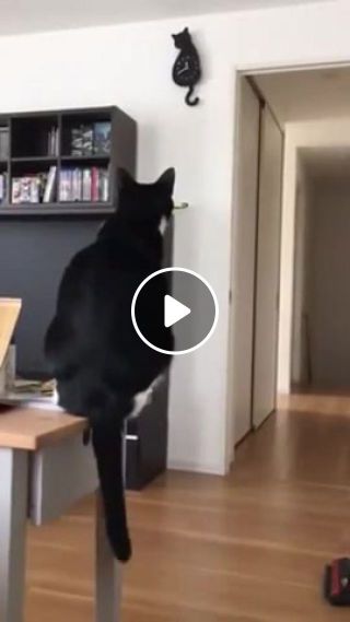 Cat who waves his tail