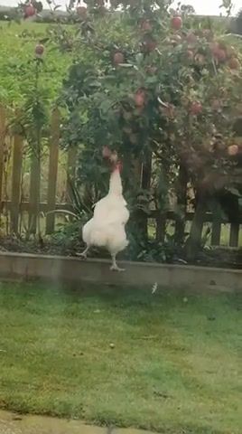 Chicken picking the apple - Video & GIFs | chicken,apple,ayy macarena tyga,macarena,animals pets