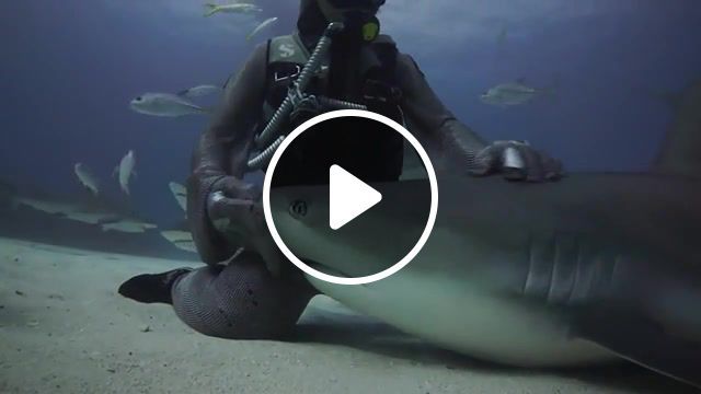Cristina zenato tonic immobility in sharks, the bahamas, underwater, cristina zenato, shark, animals pets. #0