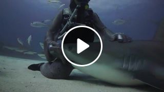 Cristina Zenato Tonic immobility in sharks