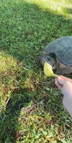 Do you like that, Turtle, Turtle Power, Turtle Bite, Animals Pets