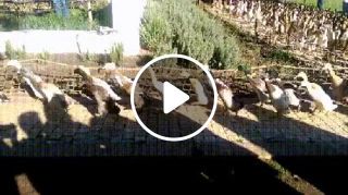 Duck army