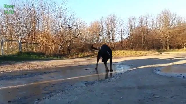 Funny - Video & GIFs | funny,cute,funny and cute,dog,animal,funny animals,funny animal,funny dog,funny animal compilation,cute animal compilation,animals vs ice,animals on ice,tchaikovsky,the nutcracker,waltz of the flowers,dog dance,dancing dog,dance vine,funny vine,animals pets
