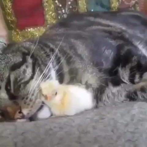 Funny cats, funny cats, funny chicken, animals pets.
