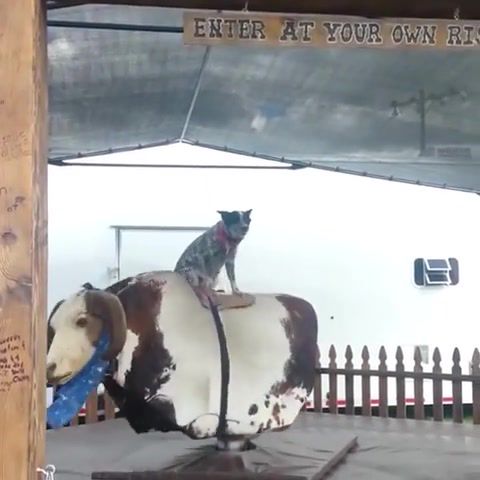 Good boy riding a mechanical bull, animals pets.