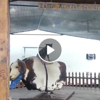 Good boy riding a mechanical bull