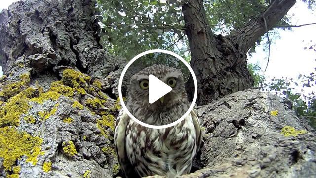 Good good owl, bom bom, music, nature, animal, owl, beach house club music bom bom, animals pets. #0