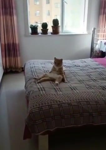 He is so human like - Video & GIFs | cats,cuteanimalshare,funnycats,funnypets,funnyanimals,catsof,catsofvines,animals pets