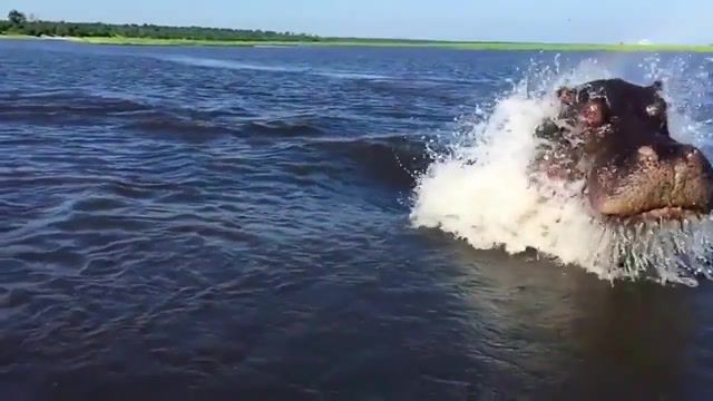 Hippo charge on chobe river jan, recorded with iphone 6 botswana, awesome but crazy dangerous, youtube capture, chobe river, hippo, angry, slowmo, attack, charge, iphone 6 plus, safari, africa, photography, graphy, botswana, kasane, pangolin photo safaris, photo safaris, hippopotamus animal, animals, animal film genre, wildlife, animals pets.