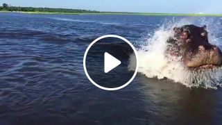 Hippo Charge on Chobe River Jan, recorded with iPhone 6 Botswana, Awesome but crazy dangerous