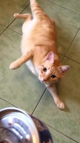 How to turn on a cat, Cats, Cute, Pets, Animal, Cat, Hunger, Animals Pets
