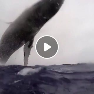 Humpback Whale Seen up Close
