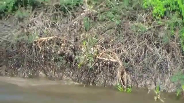 Jaguar diving into river to catch a Caiman